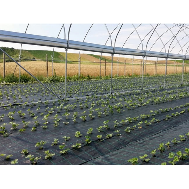 Folie Agrotextil AGV Super Strong, Antiburuieni, Mulcire, Filtru UV, 100gr/mp, Latime 1.5m, Lungime 100 Metri, Patratele 25x25cm