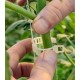 Clips de Palisare Legume (Tomate, Ardei, Castraveti) 100 Buc Clips de Palisare Legume (Tomate, Ardei, Castraveti) 100 Buc